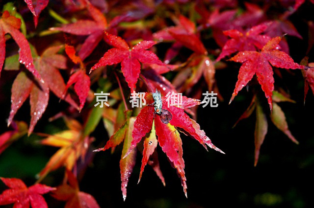 写真：c_35　紅葉