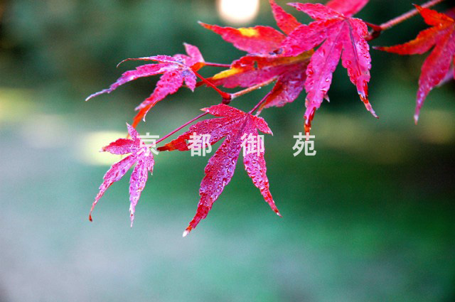 写真：c_36　紅葉