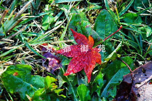 写真：c_37　紅葉
