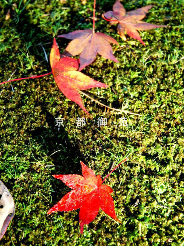 写真：c_38　紅葉