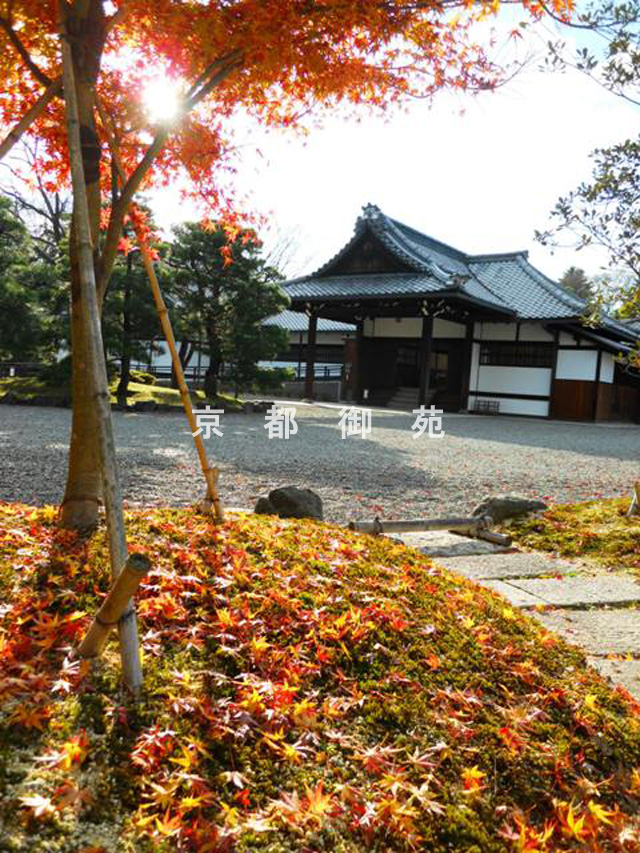 写真：c_39　紅葉