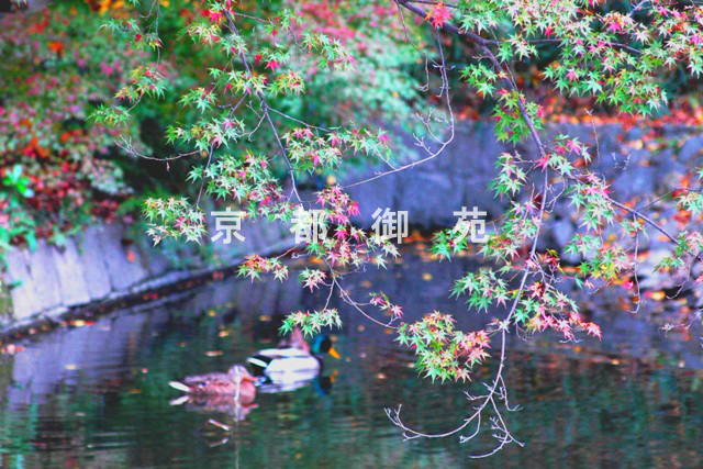 写真：c_41　紅葉