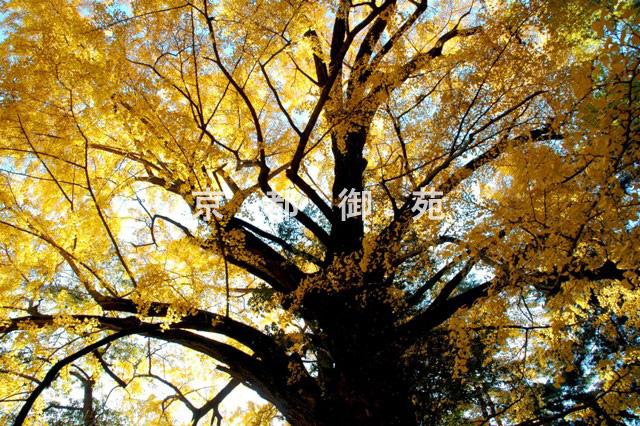 写真：c_42　紅葉