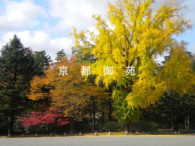 写真：c_43　紅葉