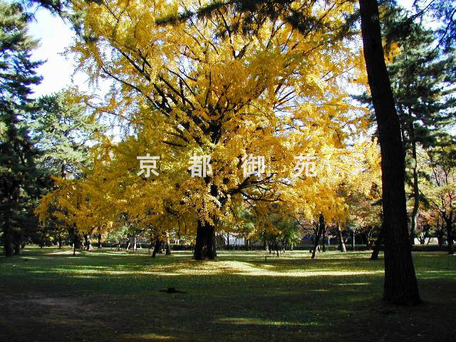 写真：c_44　紅葉