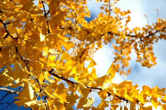 写真：c_46　紅葉