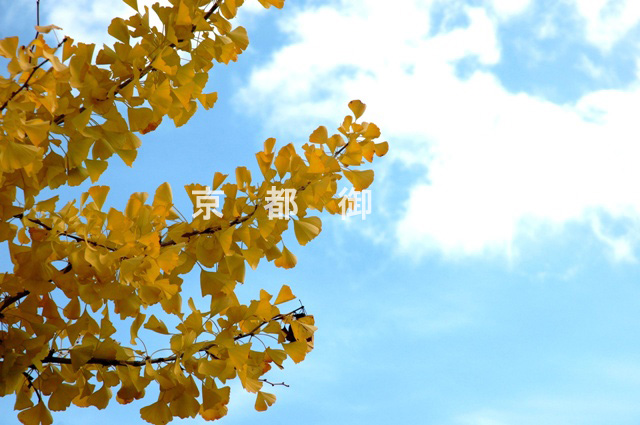 写真：c_47　紅葉