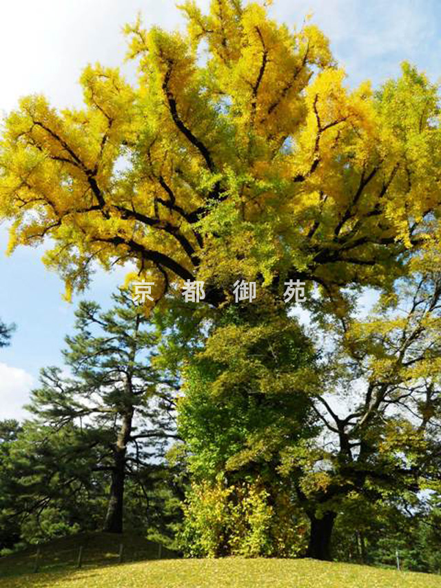 写真：c_48　紅葉