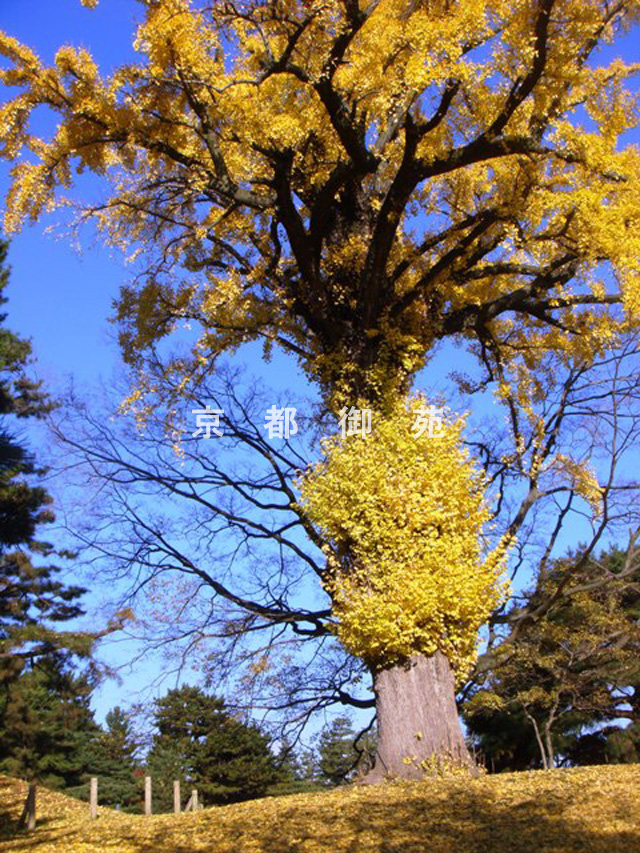 写真：c_49　紅葉