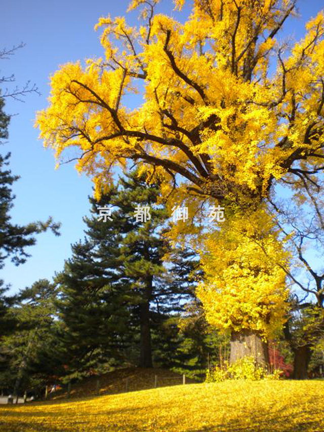 写真：c_50　紅葉