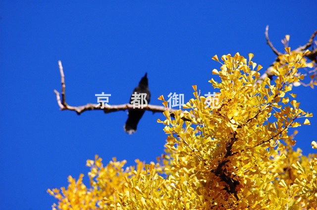 写真：c_51　紅葉