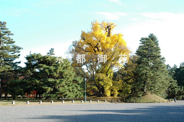 写真：c_52　紅葉