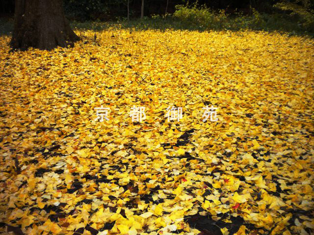 写真：c_53　紅葉