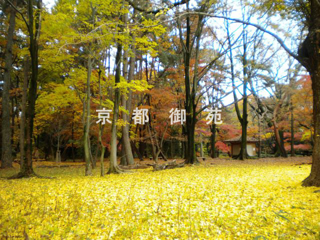 写真：c_54　紅葉