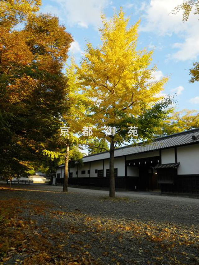 写真：c_55　紅葉