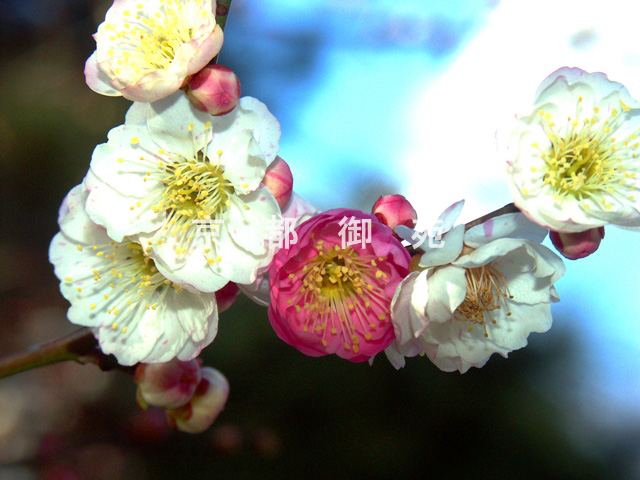 写真：d_15　ウメ
