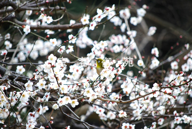 写真：d_20　ウメ