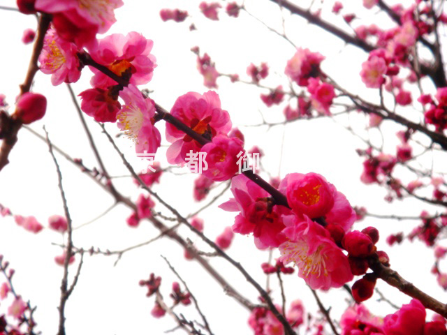 写真：d_28　ウメ【黒木の梅】