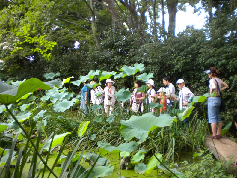 写真：昨年の夏のトンボ池一般公開の様子