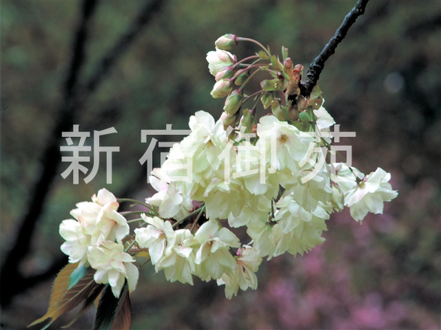 写真：花 002