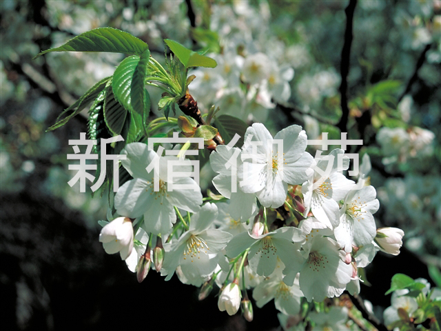 写真：花 004