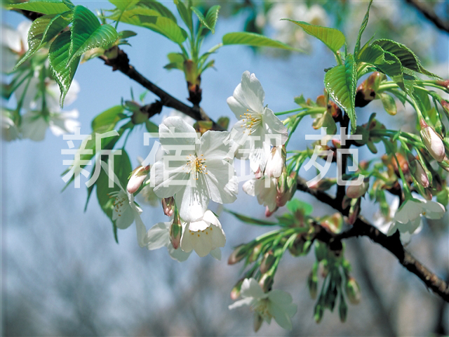 写真：花 005