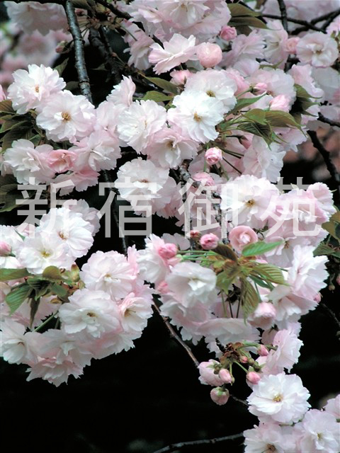 写真：花 006