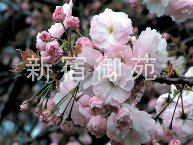 写真：花 008