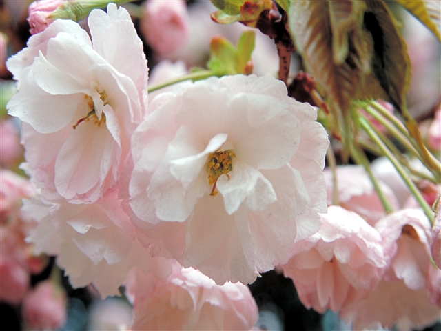 写真：花 009