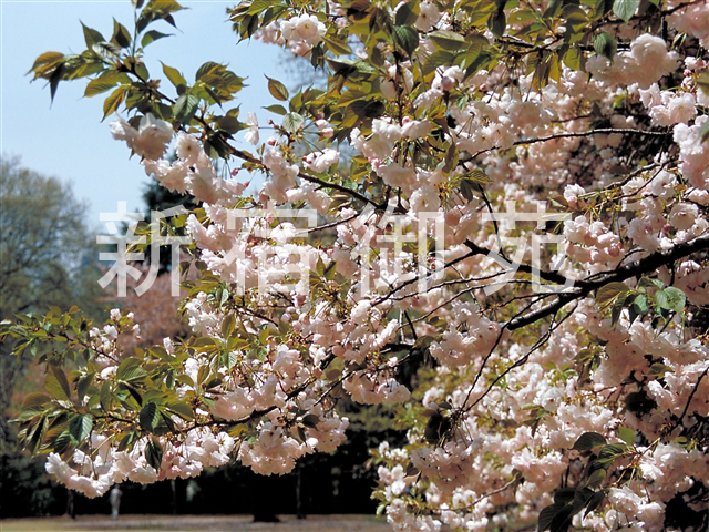 写真：花 010