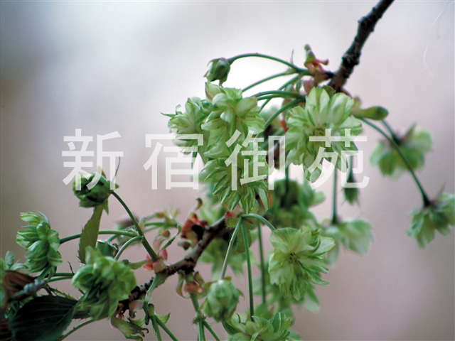 写真：花 019