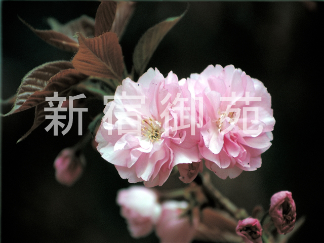 写真：花 021