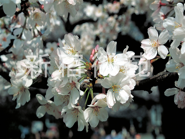 写真：花 025