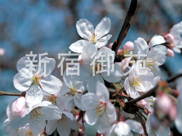 写真：花 026