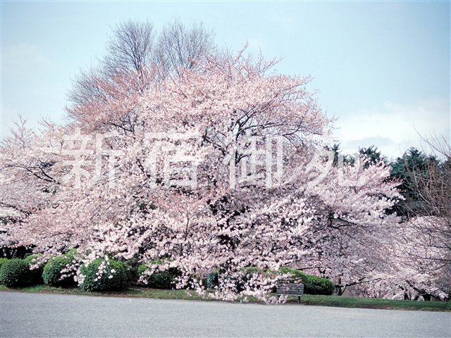 写真：花 030