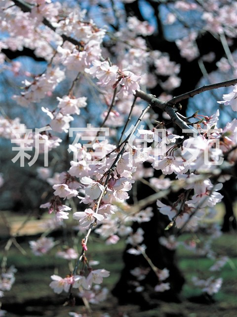 写真：花 035