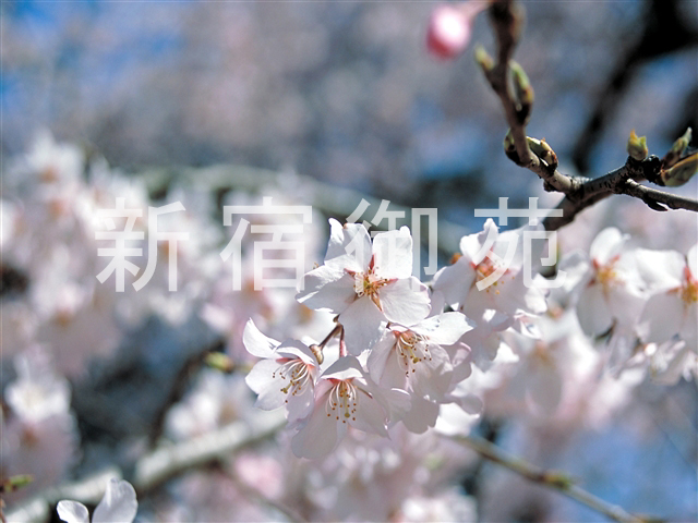 写真：花 036