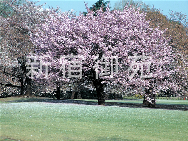 写真：花 037