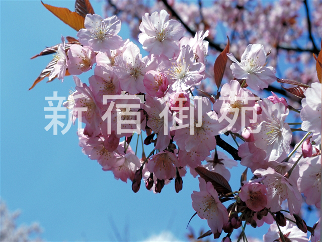 写真：花 038