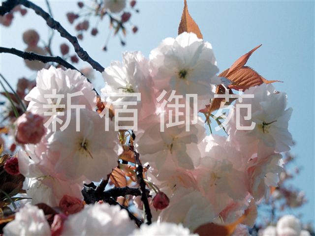 写真：花 042