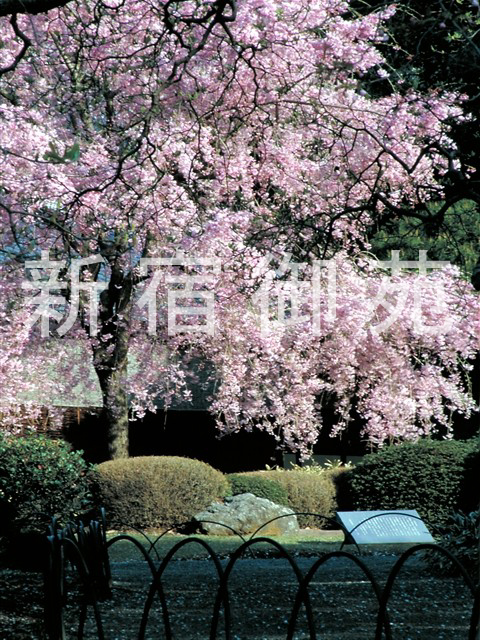 写真：花 044