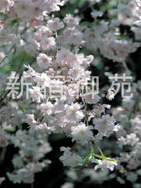 写真：花 045
