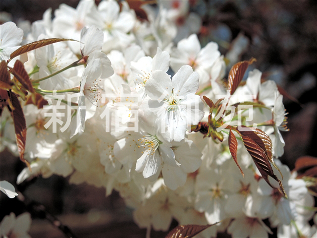 写真：花 047