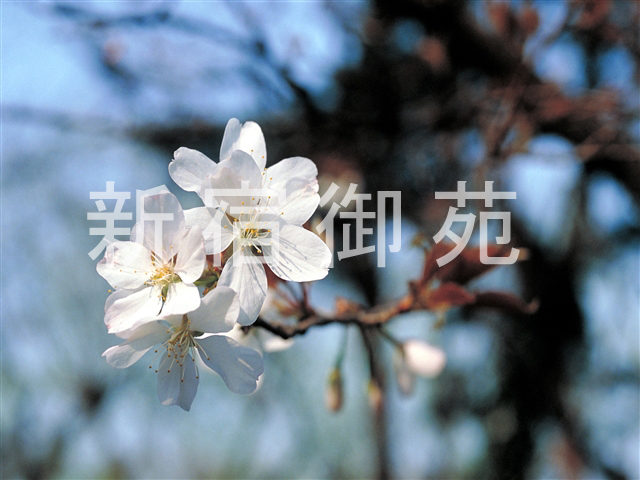 写真：花 048