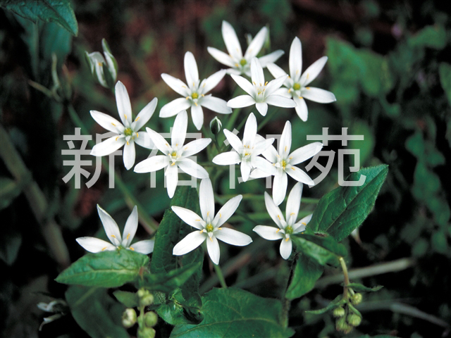 写真：花 051