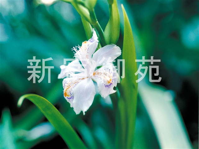 写真：花 052