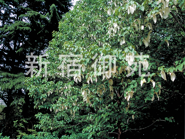 写真：花 056