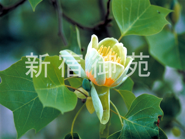 写真：花 061
