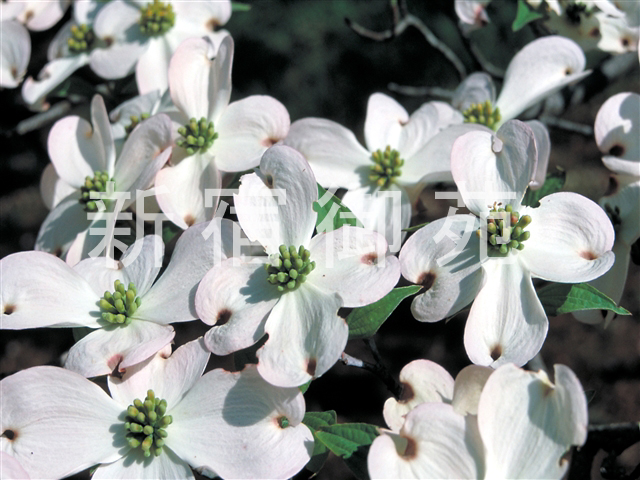 写真：花 062