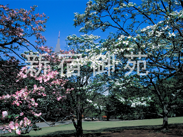 写真：花 063